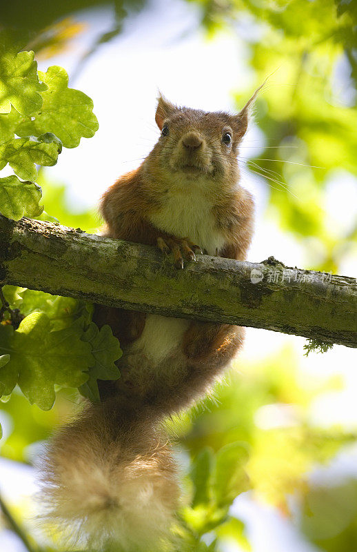 红松鼠(Sciurus vulgaris)